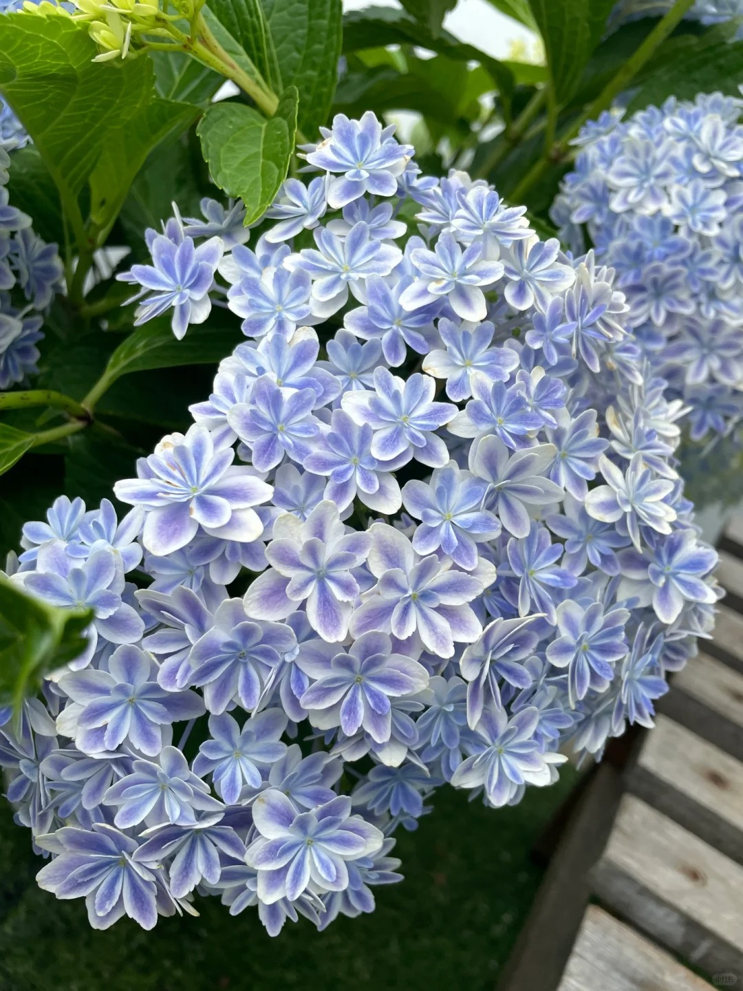 🔥50% de Réduction 🎁Graines d'hortensia