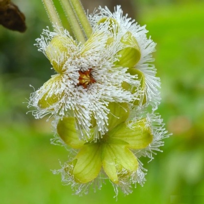Graines rares de "cactus" - Stapelia glanduliflora