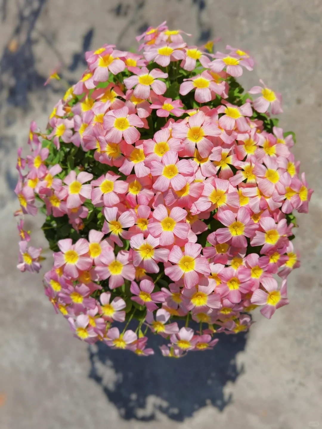 🌿 Bulbes d'Oxalis - Des Bijoux Végétaux pour Votre Intérieur !