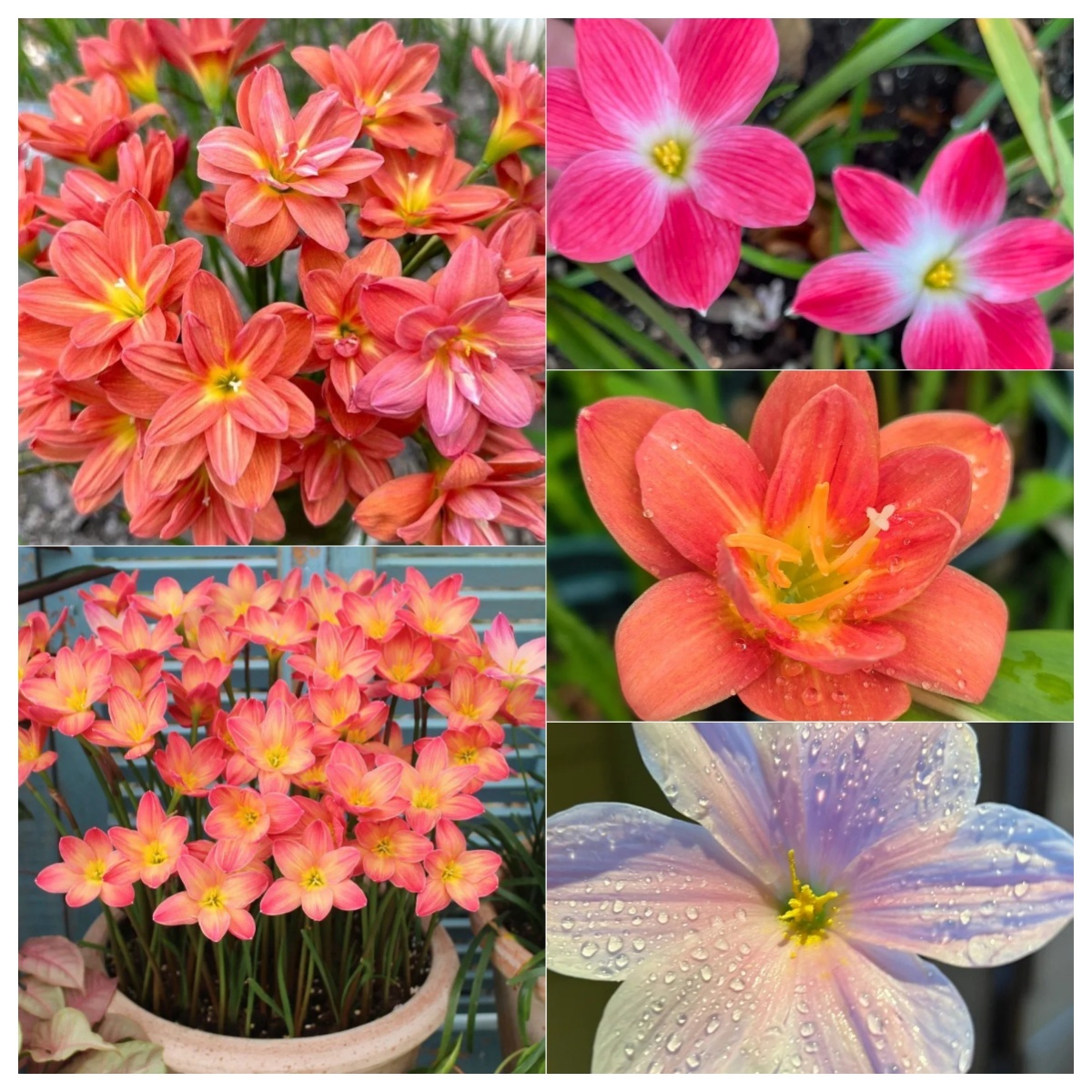 Wind And Rain Orchid Seed Bulbs