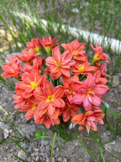 Wind And Rain Orchid Seed Bulbs