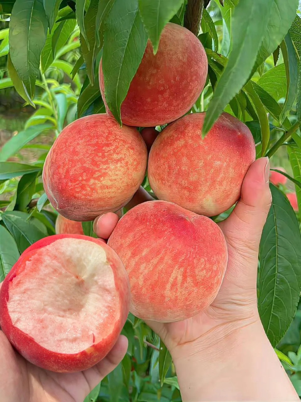🍑 Graines de Pêcher - La Douceur du Sud dans Votre Jardin