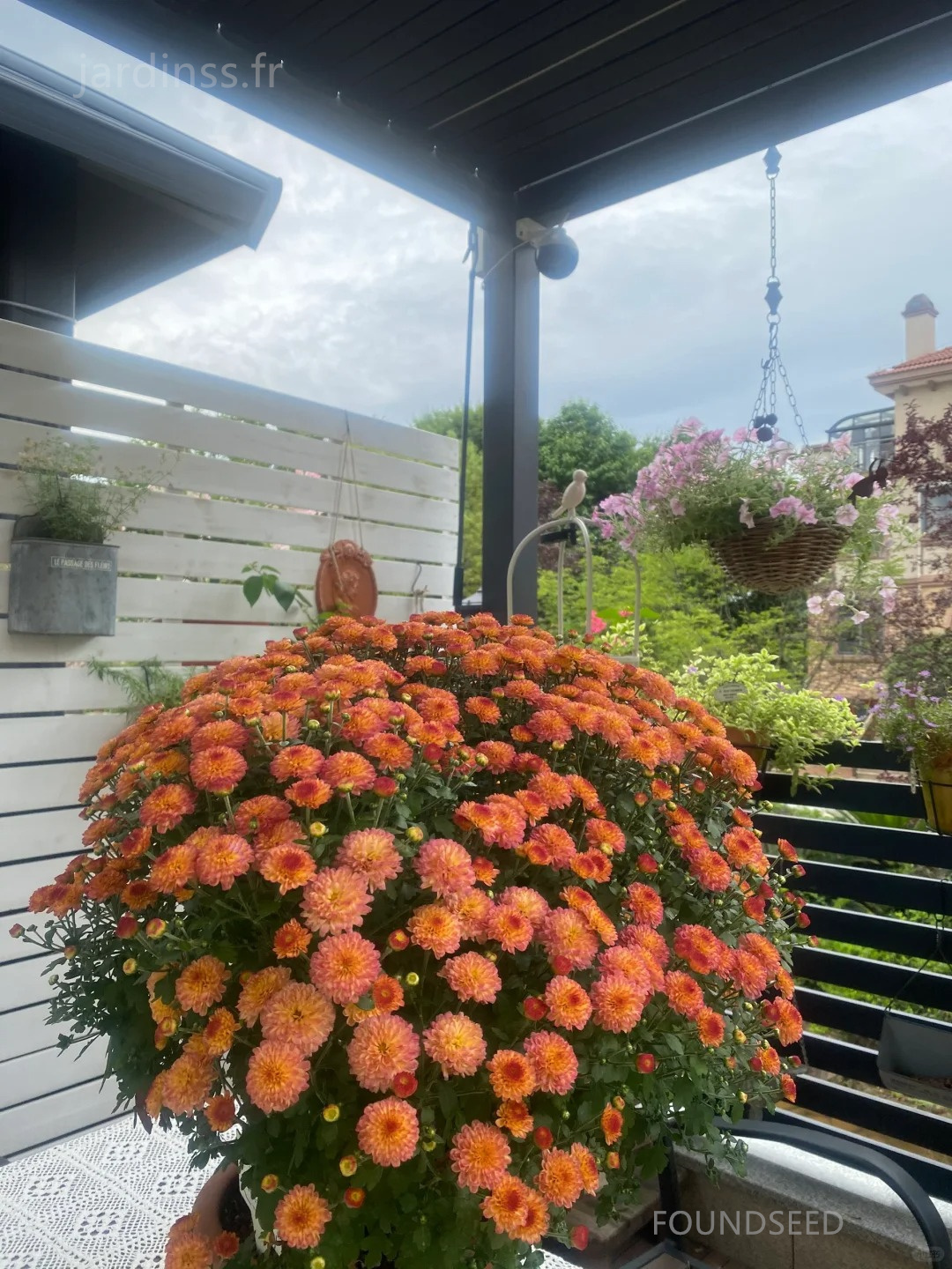 🔥30% de Réduction🌼Graines de Chrysanthème bonbon