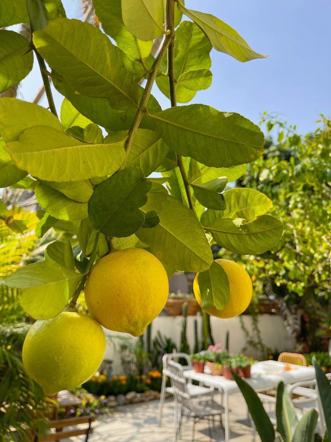 🌿 Graines de Citron Parfumé - L'Agrume qui Transforme votre Maison en Jardin Méditerranéen