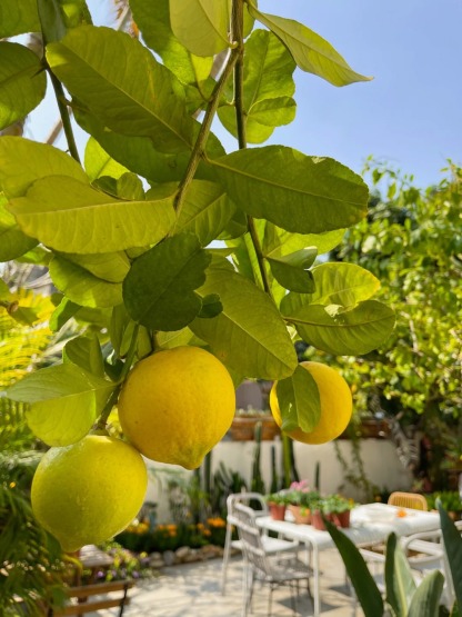 🌿 Graines de Citron Parfumé - L'Agrume qui Transforme votre Maison en Jardin Méditerranéen