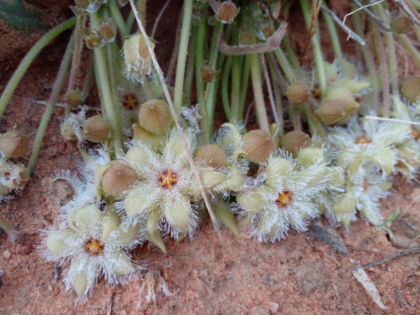 Graines rares de "cactus" - Stapelia glanduliflora