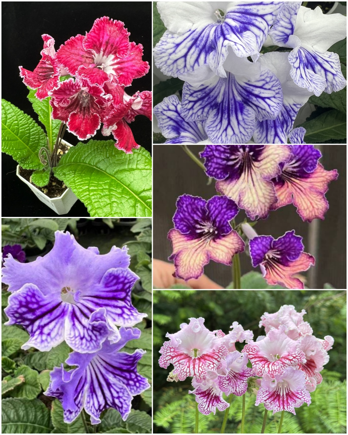 Viola gesneria—— Le Diamant Végétal Prêt-à-Fleurir 🌿