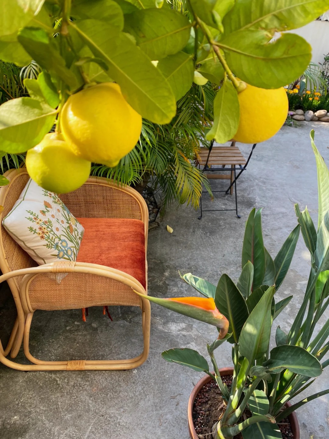 🌿 Graines de Citron Parfumé - L'Agrume qui Transforme votre Maison en Jardin Méditerranéen