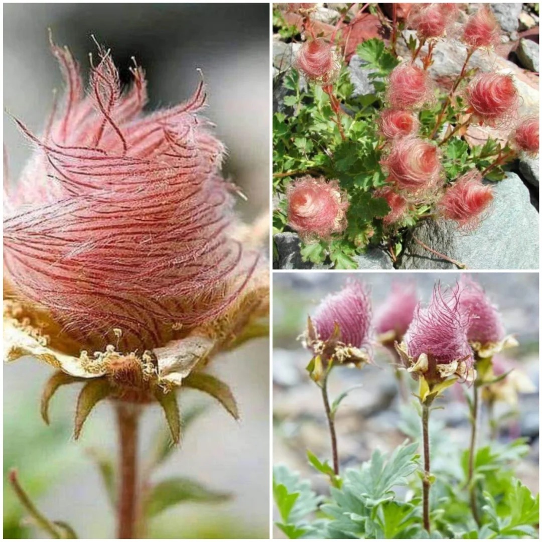 Prairie Smoke (Geum triflorum)