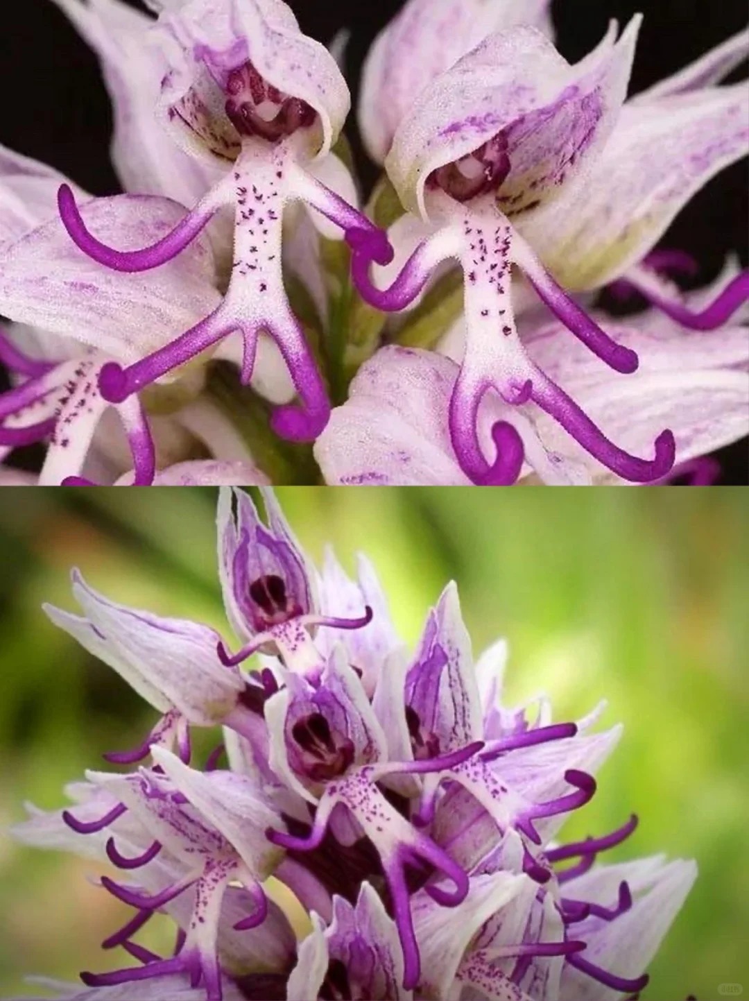 Orchis italica Rare Humanoid Orchid Seeds