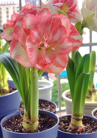 🌷 Bulbes d'Amaryllis - L'Explosion Florale qui Éblouit Votre Intérieur