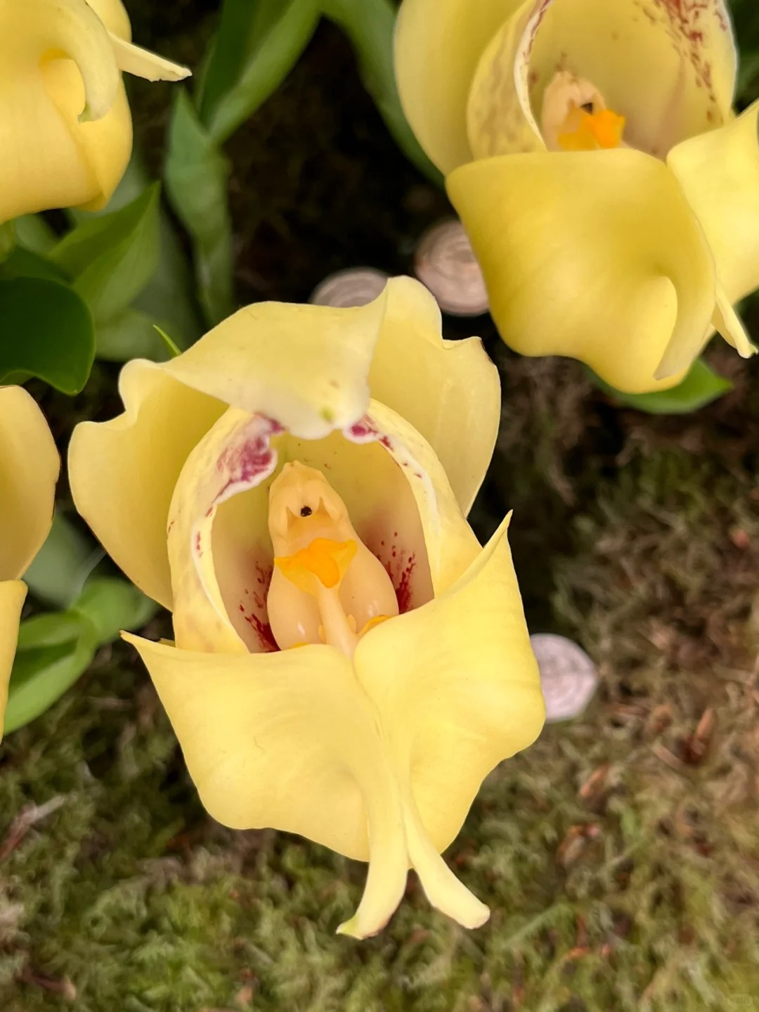 Sementes Orchid Seeds Flower Orchid Seeds For Home Garden Seeds