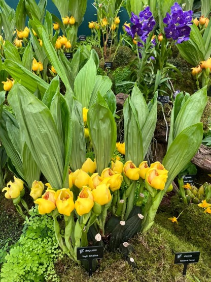 Sementes Orchid Seeds Flower Orchid Seeds For Home Garden Seeds