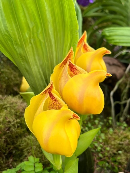 Sementes Orchid Seeds Flower Orchid Seeds For Home Garden Seeds