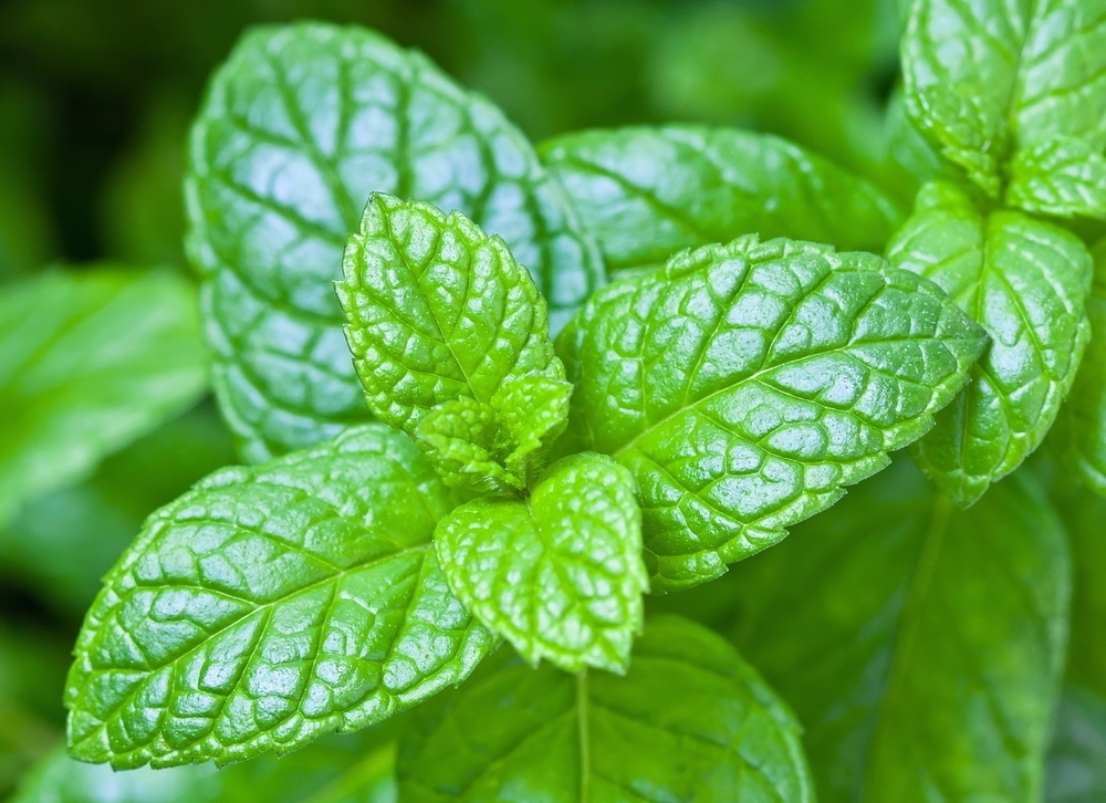 Graines de Menthe Poivrée