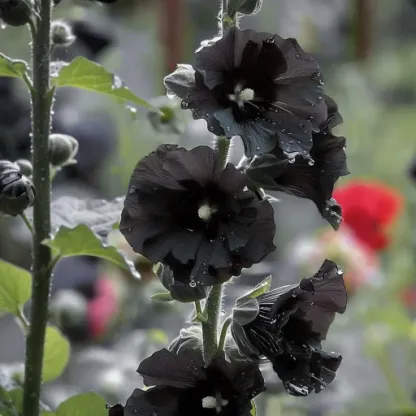 🔥🔥 Graines de rose trémière double🌺💖