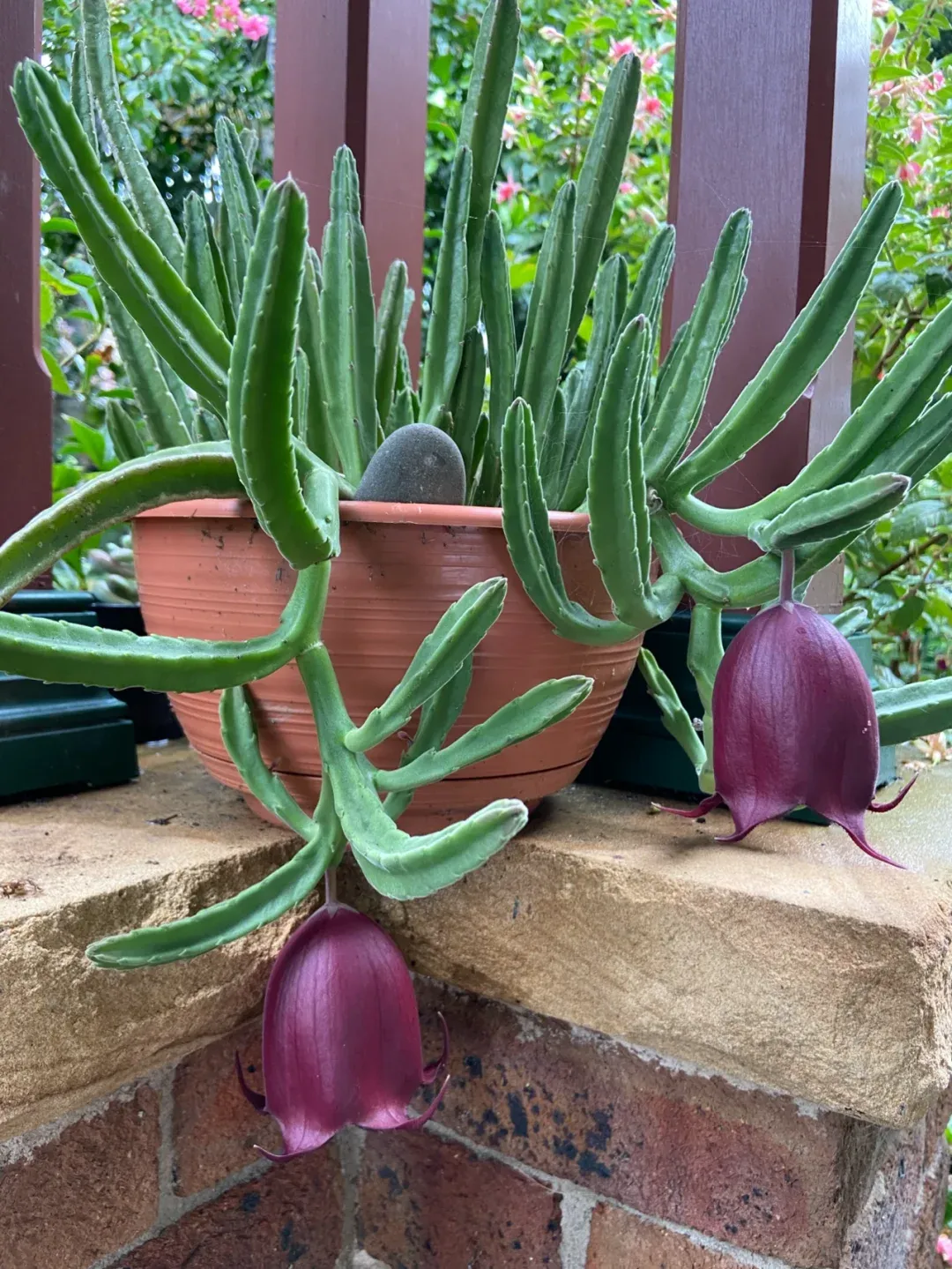 🌵 Stapelia leendertziae Bulbs - The Enchanting "Black Bells" 🌺