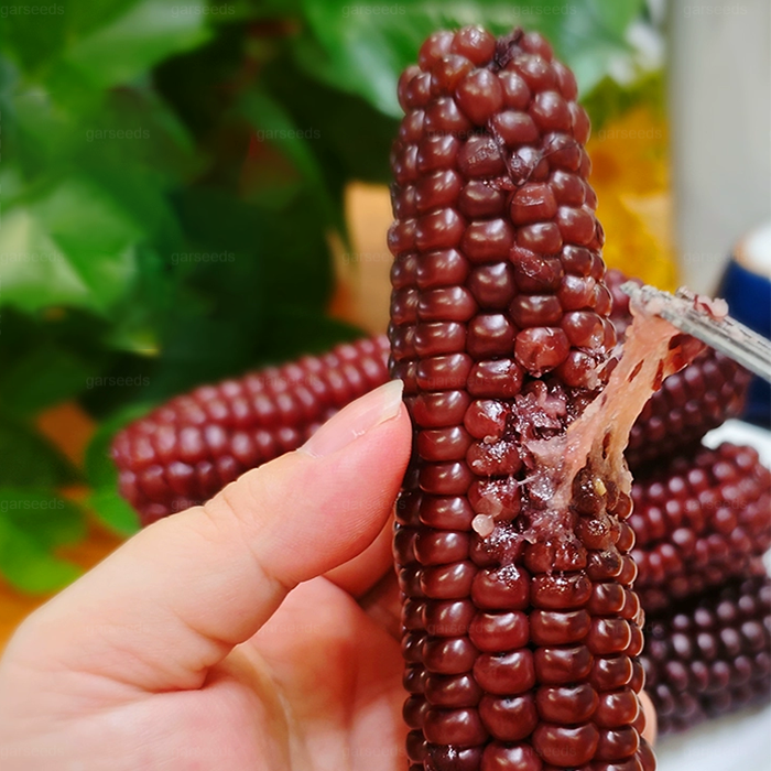 🌽🌿Mini graines de maïs pouce🌽