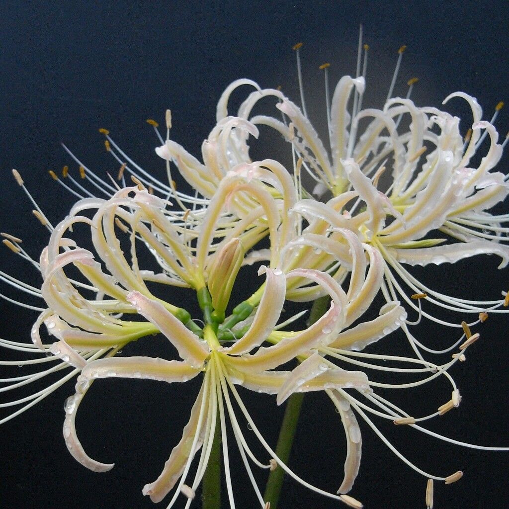 Lycoris Radiata : L'Explosion Écarlate Mystérieuse 