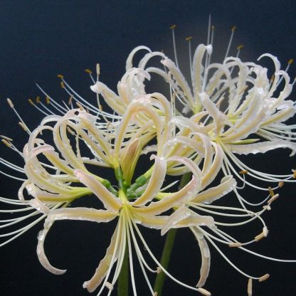 Lycoris Radiata : L'Explosion Écarlate Mystérieuse 