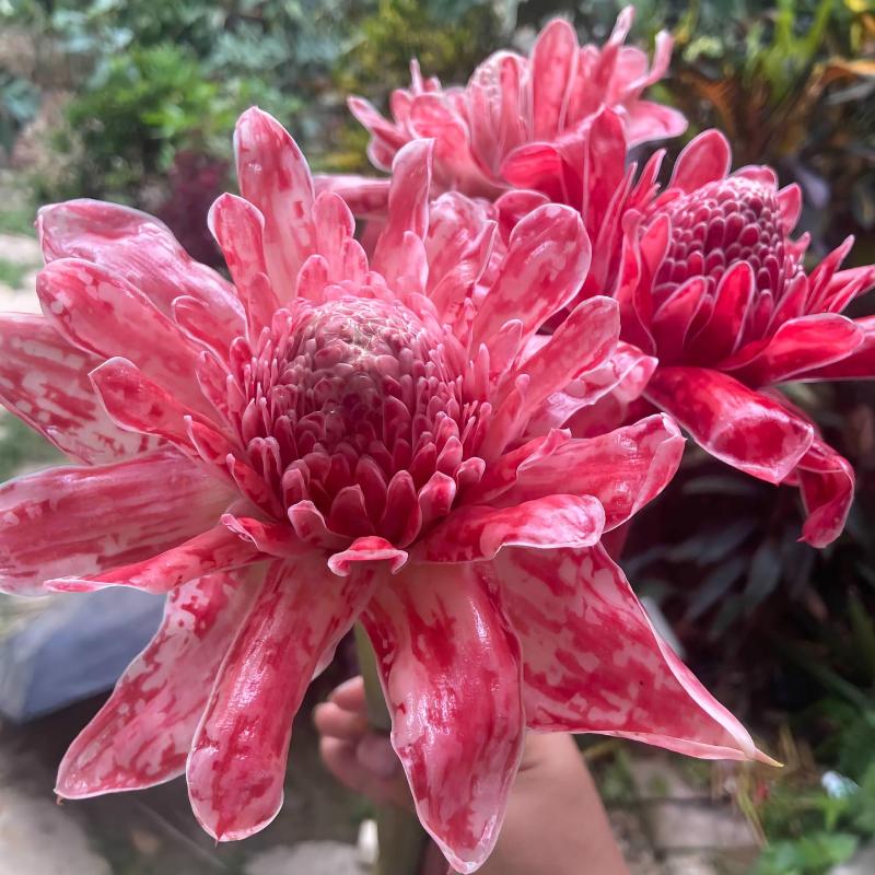 🌹✨ Eternal Porcelain Rose Bulbs 🌸💎— "Where Elegance Meets Timeless