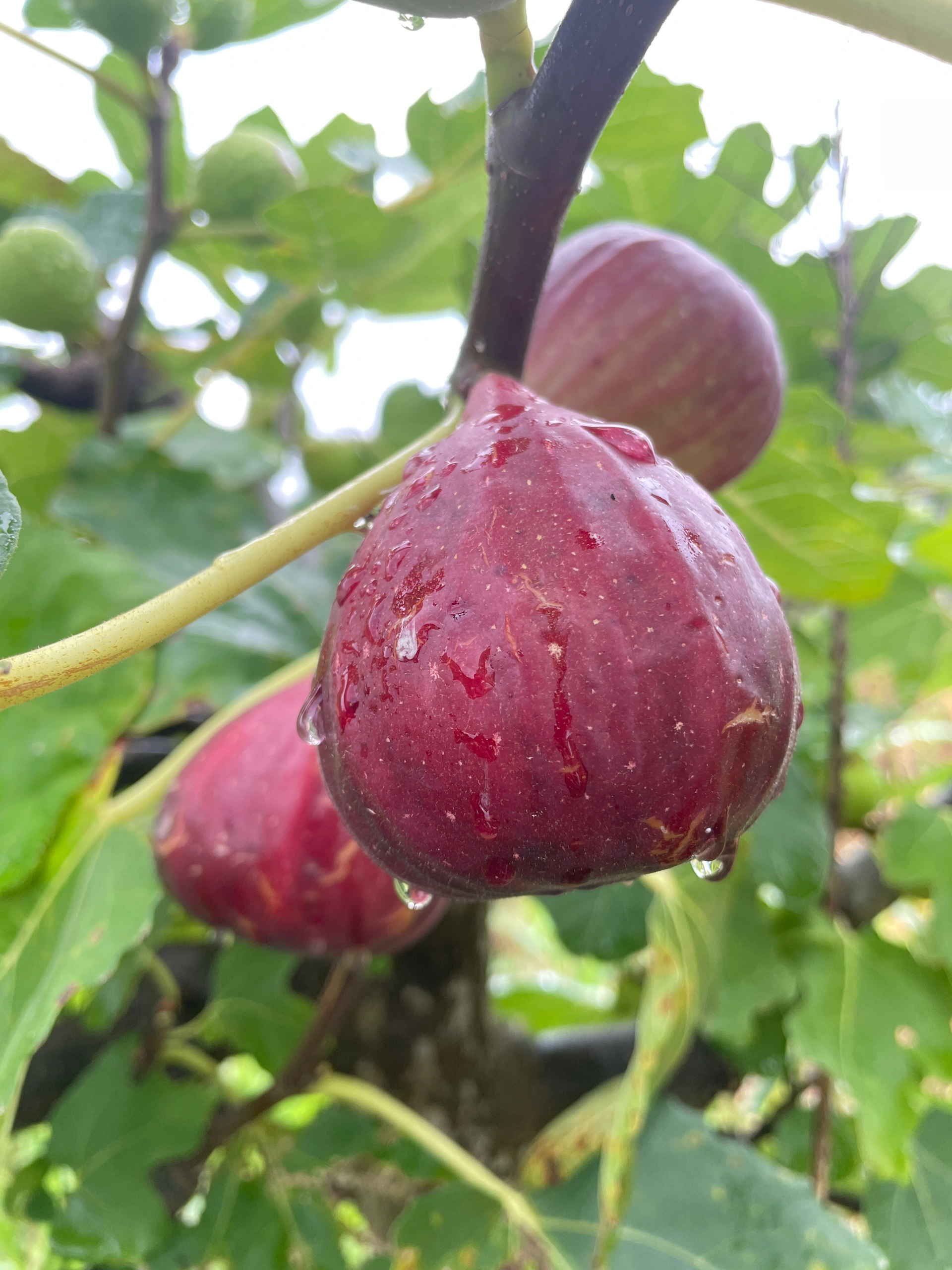 🔥Easy care🌈Giant Fig Seeds – Grow sweet, juicy figs!