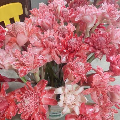 🏡🌹La rosa "que nunca se marchita" - Bulbos de rosa de porcelana 🌟