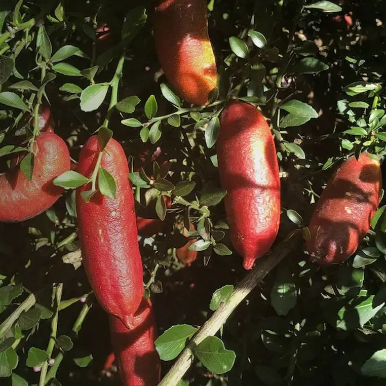 Graines de Finger Lime - Agrume unique et savoureux d'Australie 🌿🍋