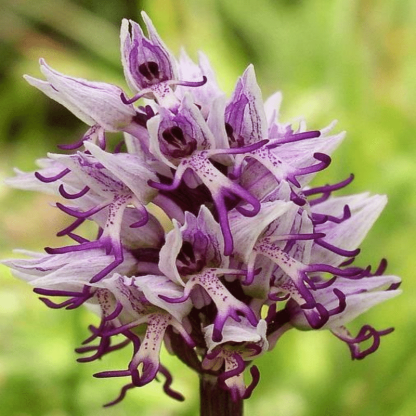 Orchis italica Rare Humanoid Orchid Seeds