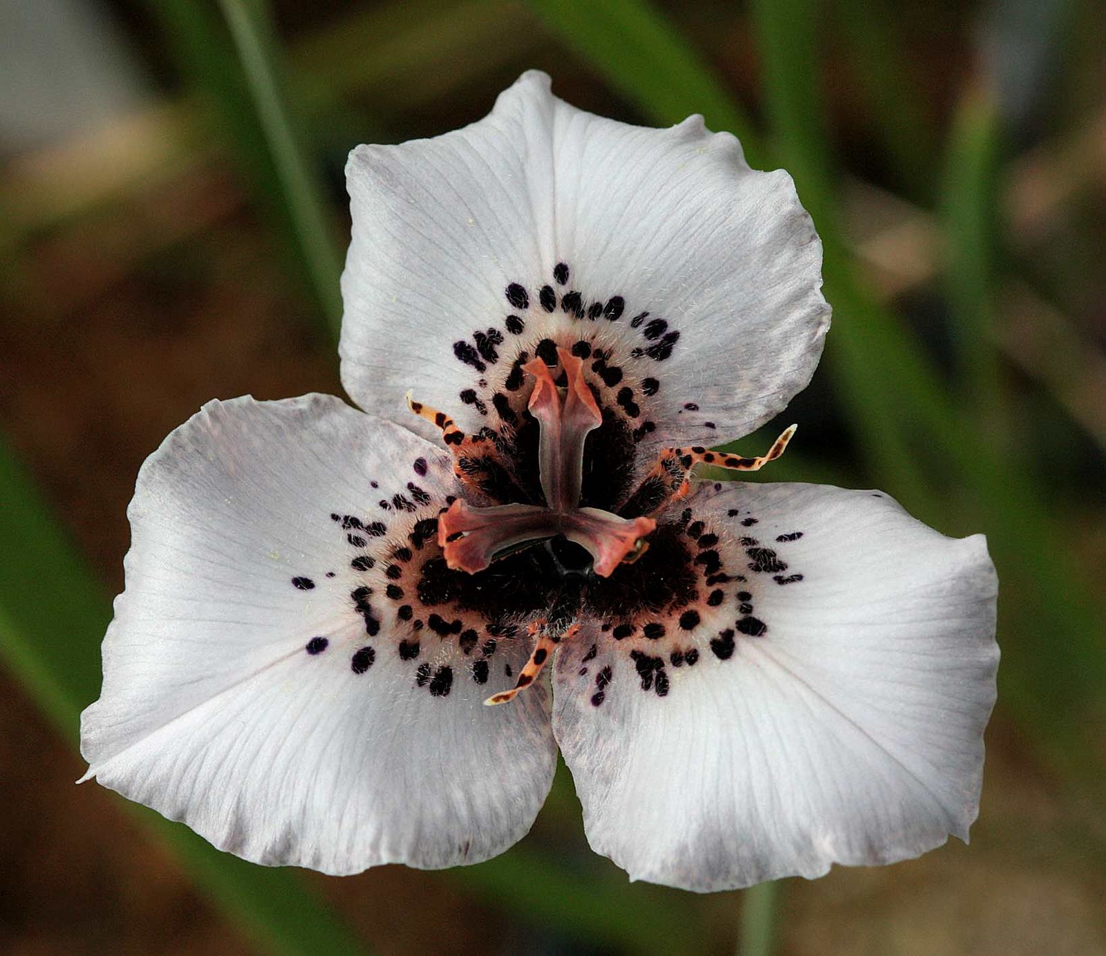 Graines de Moraea peacockii