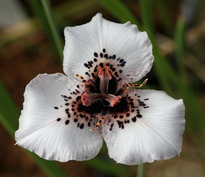 Graines de Moraea peacockii