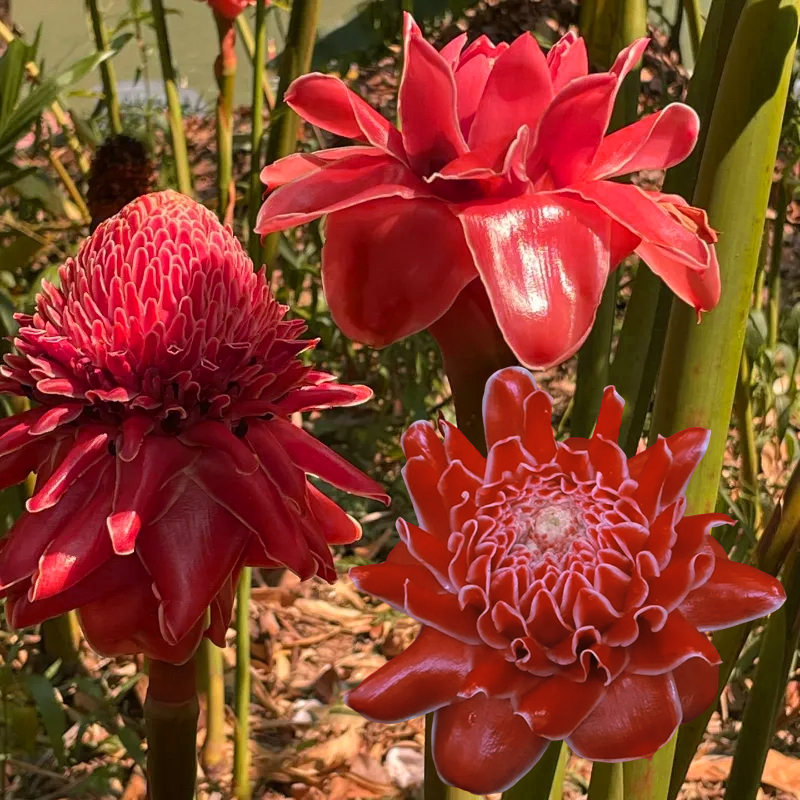 🏡🌹La rosa "que nunca se marchita" - Bulbos de rosa de porcelana 🌟
