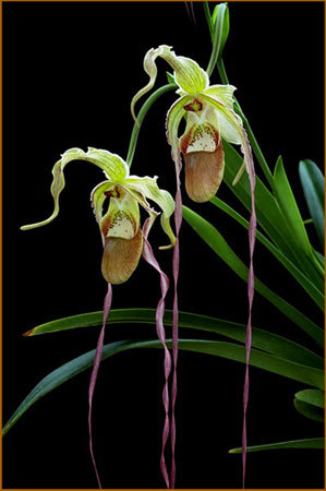 Graines de Paphiopedilum parishii - Graines d'orchidée rare