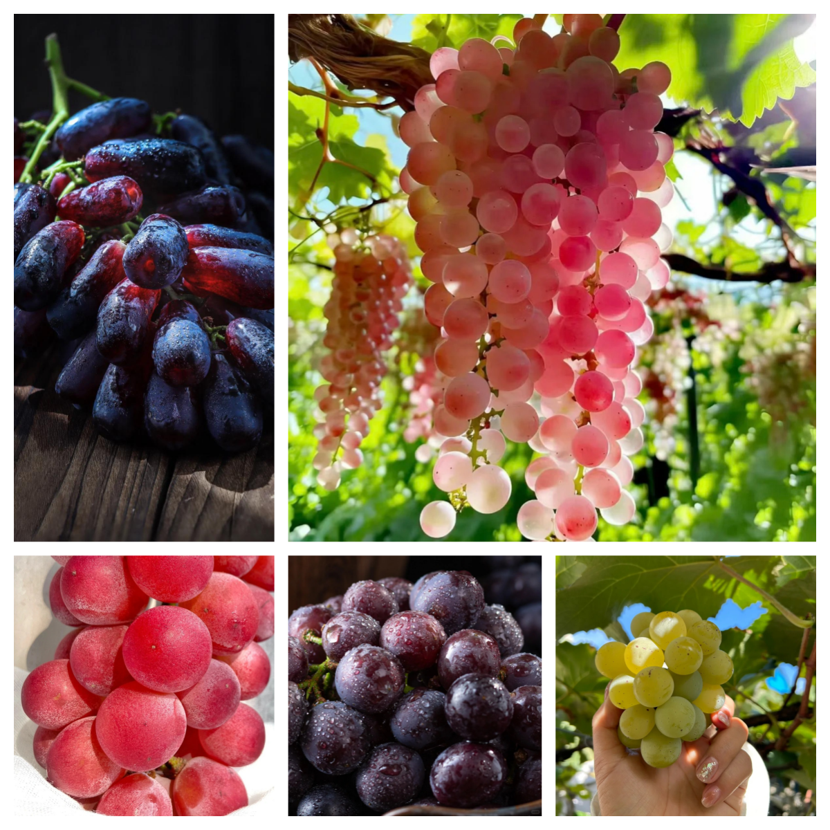 Grape Manor - raisins variés