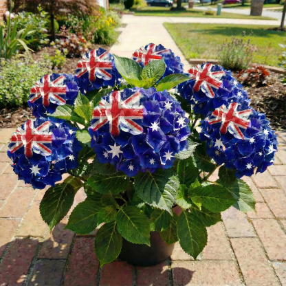 🌸 Turn your garden into a living flag