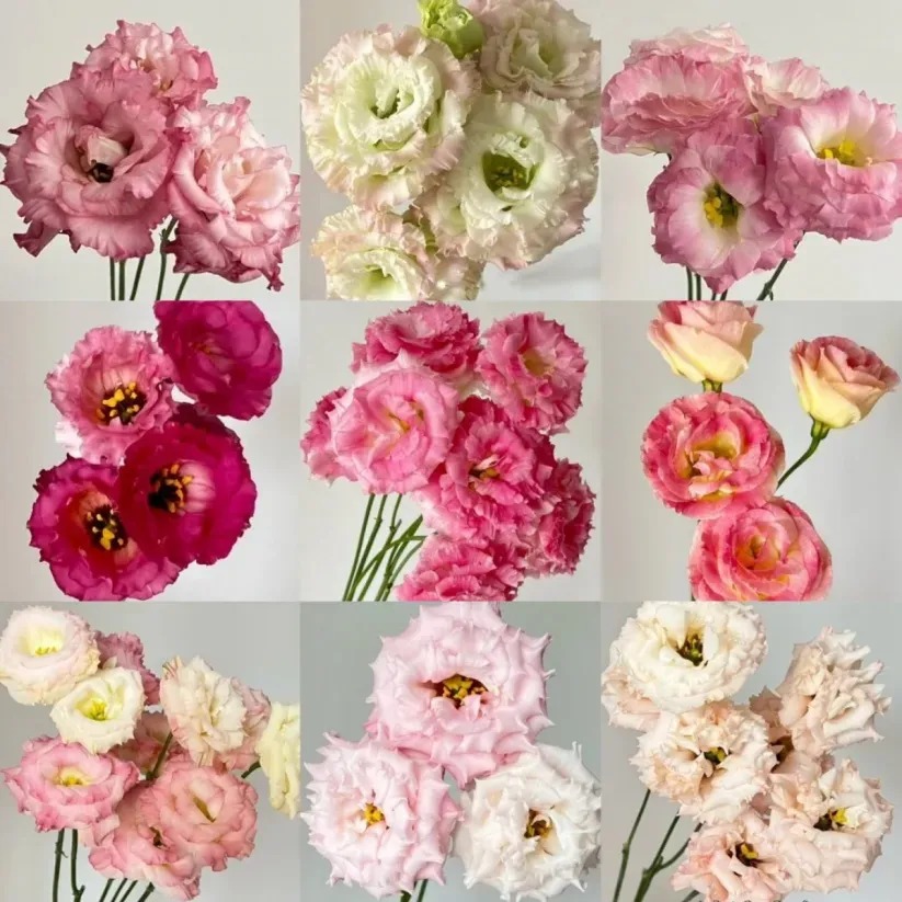 🎁50% de Réduction 🎁⏰Lisianthus - Élégance Épanouie