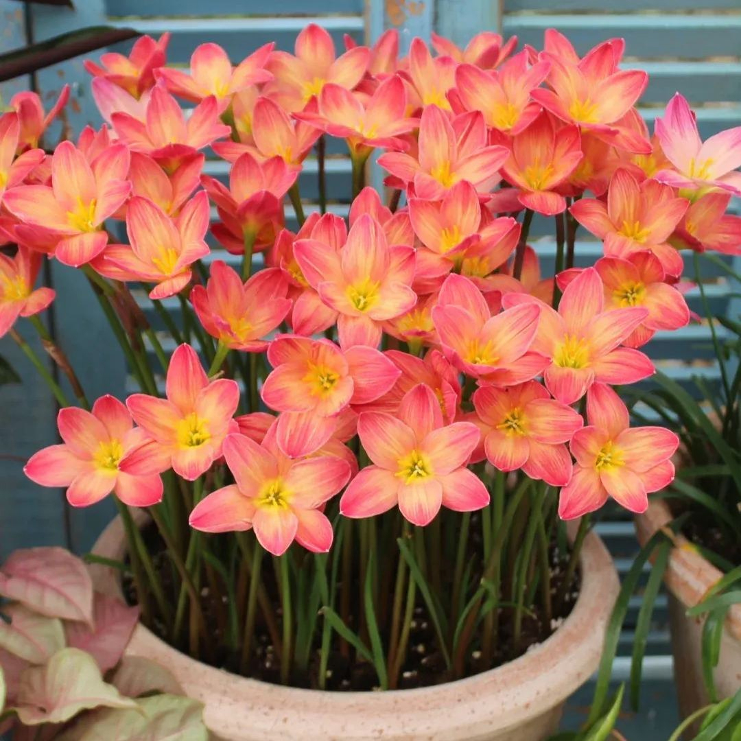 Wind And Rain Orchid Seed Bulbs