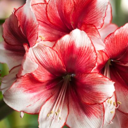 🌷 Bulbes d'Amaryllis - L'Explosion Florale qui Éblouit Votre Intérieur