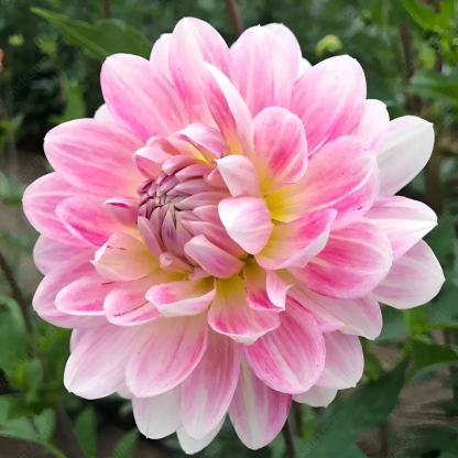 🔥🌸 Bulbes de Dahlia Éblouissants en Stock - Vente Chaude ! 🌸🔥
