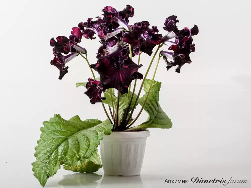 Viola gesneria—— Le Diamant Végétal Prêt-à-Fleurir 🌿