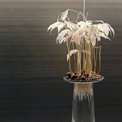 La Sculpture Vivante des Appartements Parisiens