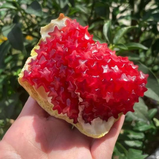 🌟 Graines de Grenade Étoilée : Cultivez la Magie Céleste dans Votre Jardin ! 🌟