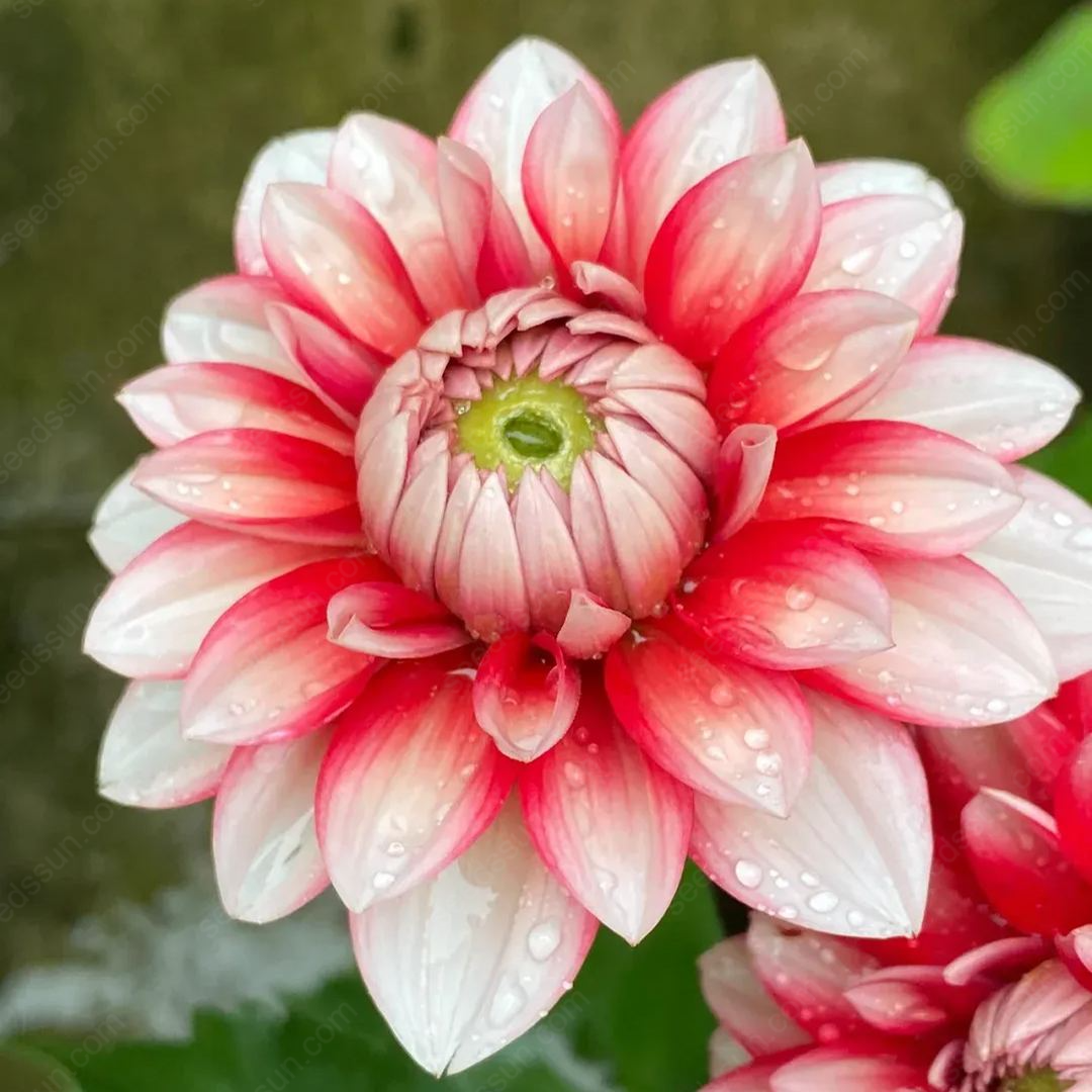 🔥🌸 Bulbes de Dahlia Éblouissants en Stock - Vente Chaude ! 🌸🔥