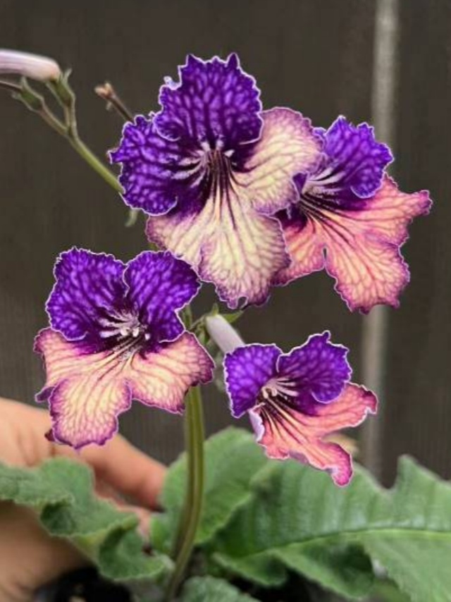 Viola gesneria—— Le Diamant Végétal Prêt-à-Fleurir 🌿