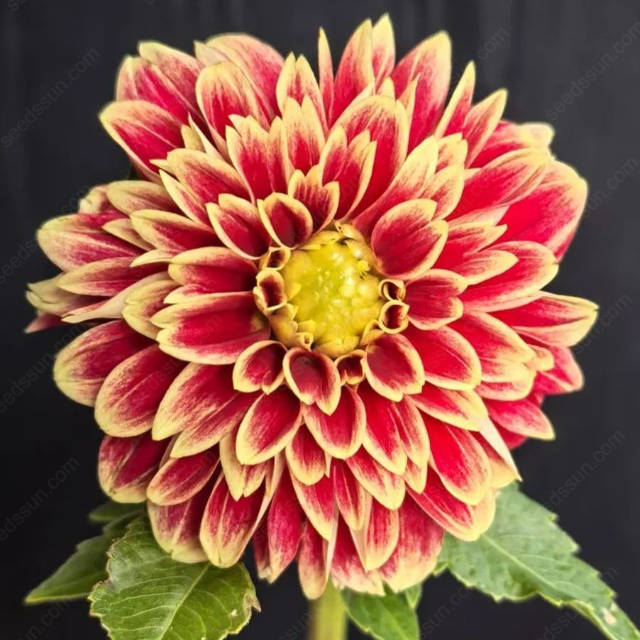 🔥🌸 Bulbes de Dahlia Éblouissants en Stock - Vente Chaude ! 🌸🔥