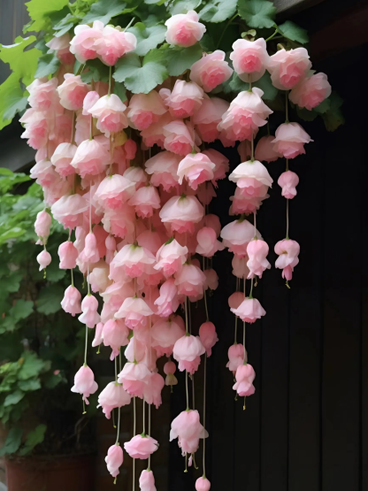 🌺Bégonia Pleureur à Fleurs Doubles 