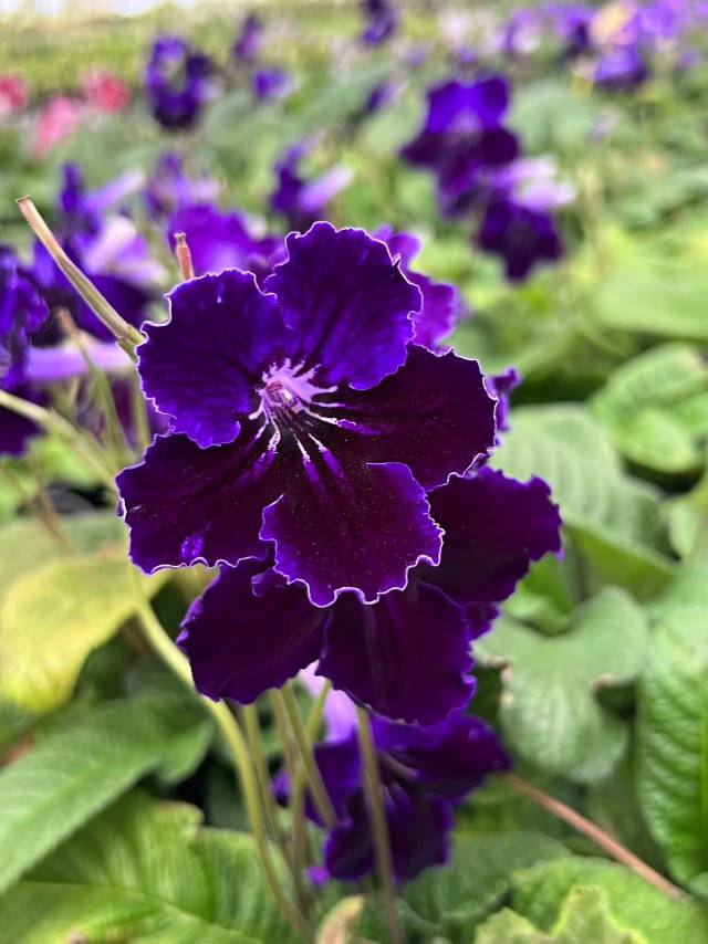 Viola gesneria—— Le Diamant Végétal Prêt-à-Fleurir 🌿