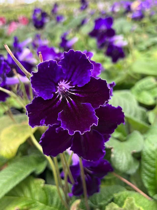 Viola gesneria—— Le Diamant Végétal Prêt-à-Fleurir 🌿