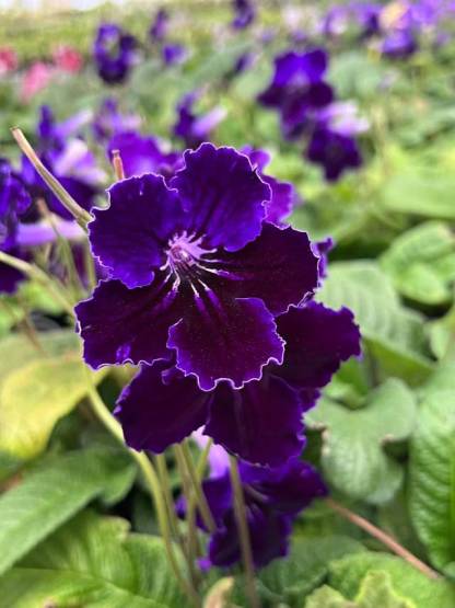 Viola gesneria—— Le Diamant Végétal Prêt-à-Fleurir 🌿