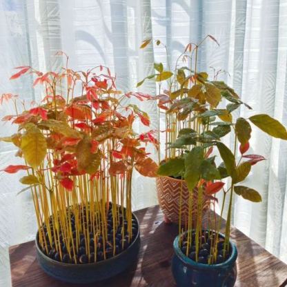 La Sculpture Vivante des Appartements Parisiens